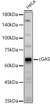 cGAS Rabbit pAb