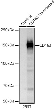 CD163 Rabbit pAb