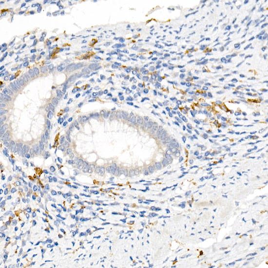 CD163 Rabbit pAb