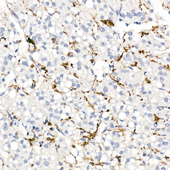 CD163 Rabbit pAb
