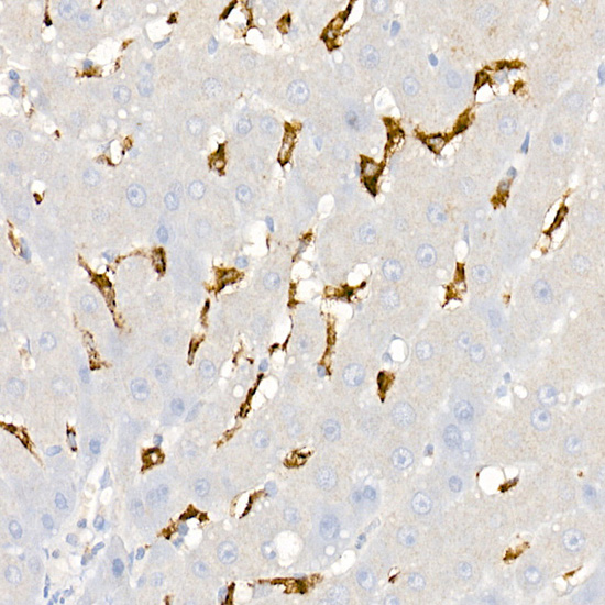 CD163 Rabbit pAb