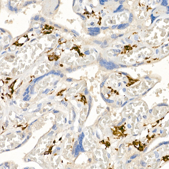 CD163 Rabbit pAb