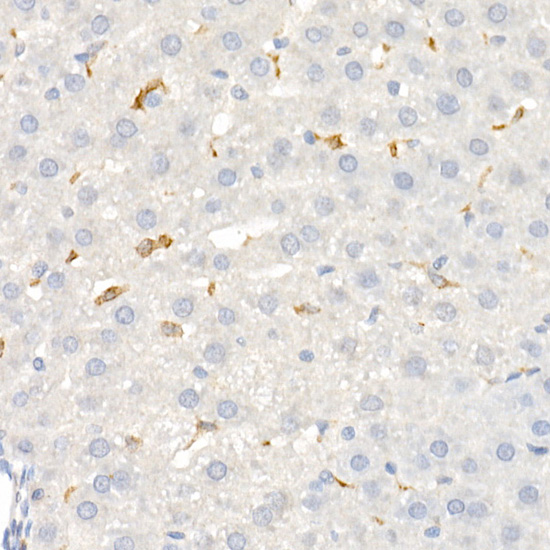 CD163 Rabbit pAb