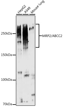 MRP2/ABCC2 Rabbit pAb