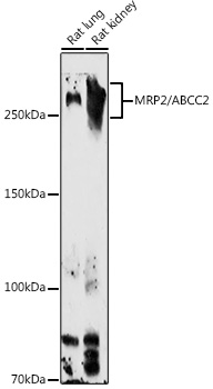 MRP2/ABCC2 Rabbit pAb