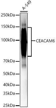 ABflo® 647 Rabbit anti-Human CEACAM6 mAb