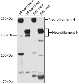 Neurofilament H Rabbit pAb