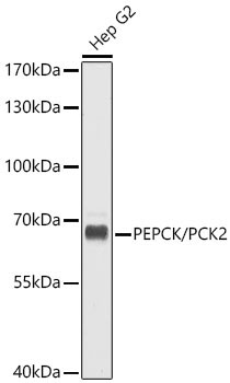 PEPCK/PCK2 Rabbit pAb