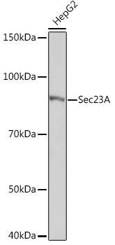 Sec23A Rabbit mAb