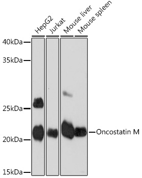 Oncostatin M Rabbit mAb