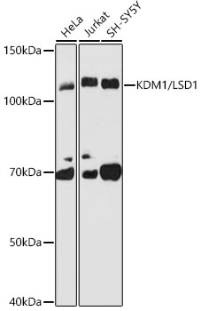 KDM1 / LSD1 Rabbit mAb