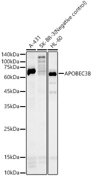 APOBEC3B Rabbit pAb