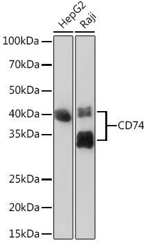 CD74 Rabbit mAb