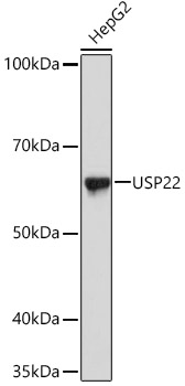 USP22 Rabbit mAb