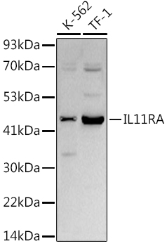 IL11RA Rabbit mAb