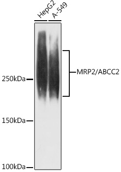 MRP2/ABCC2 Rabbit mAb