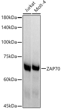syk ページ SYPRO® Ruby Protein Blot Stain, 200 mL | Lonza