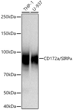 CD172a/SIRPα Rabbit mAb