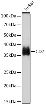 CD7 Rabbit mAb