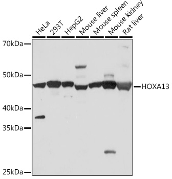Anti-histone H2A.X (phospho S139) antibody [9F3] (ab26350