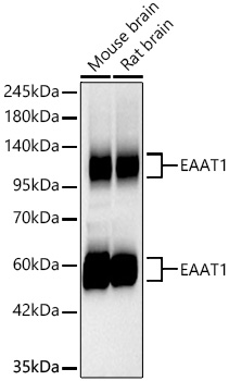 EAAT1/SLC1A3 Rabbit mAb