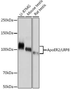 ApoER2/LRP8 Rabbit mAb