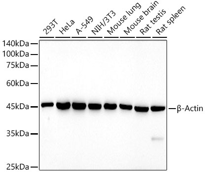 HRP-conjugated β-Actin Mouse mAb