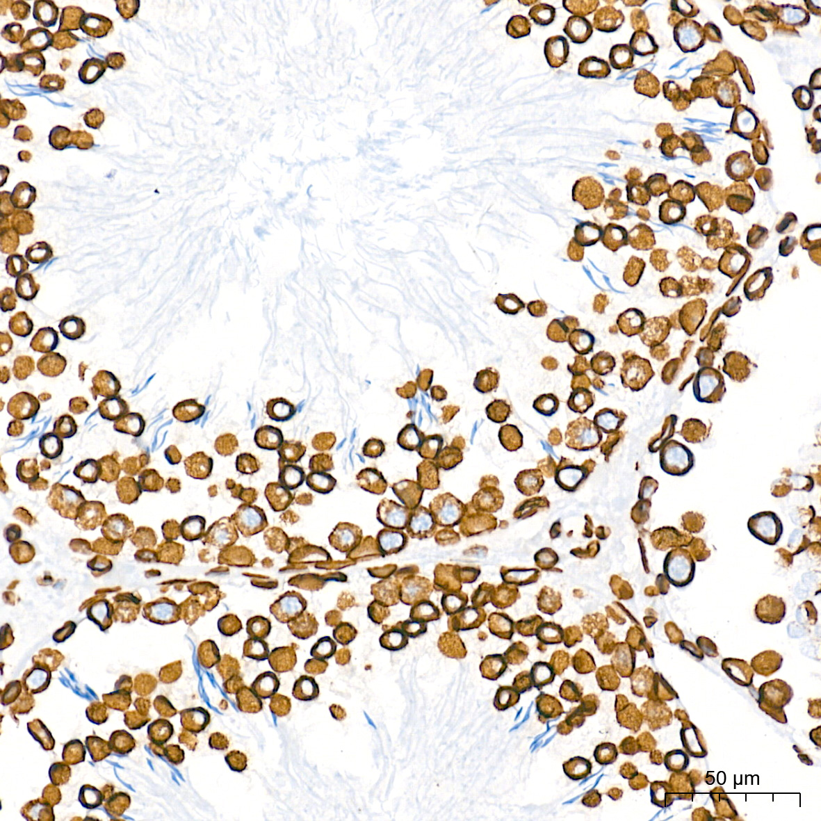 Lamin-B1 Rabbit mAb