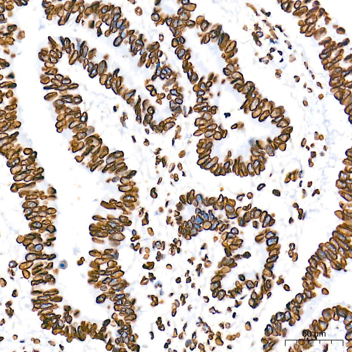 Lamin-B1 Rabbit mAb