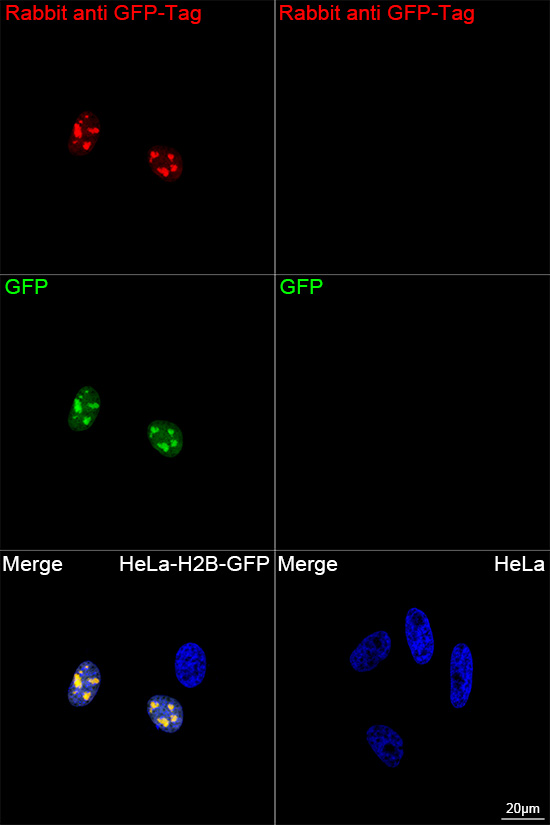Rabbit anti GFP-Tag mAb-Tag and Loading Control Antibodies - ABclonal ...