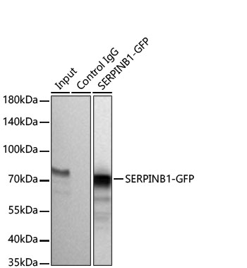 Rabbit anti GFP-Tag mAb-Tag and Loading Control Antibodies - ABclonal ...