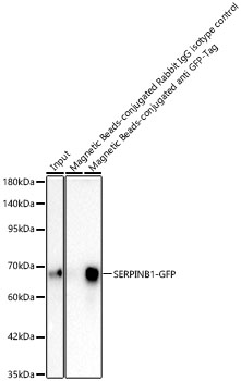 Magnetic Beads-conjugated Rabbit anti GFP-Tag mAb