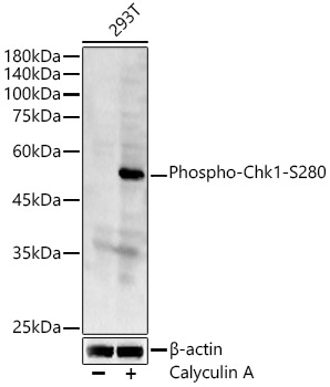 Phospho-Chk1-S280 Rabbit pAb