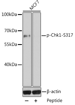 Phospho-Chk1-S317 Rabbit pAb