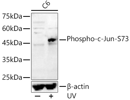 Phospho-c-Jun-S73 Rabbit pAb