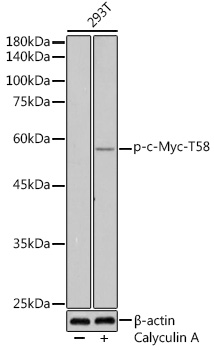 Phospho-c-Myc-T58 Rabbit pAb