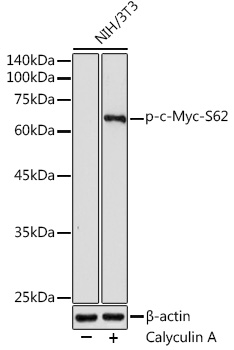 Phospho-c-Myc-S62 Rabbit pAb