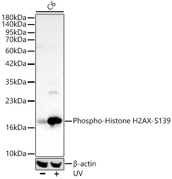 Phospho-Histone H2AX-S139 Rabbit pAb