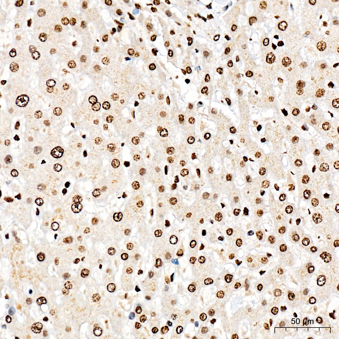 Phospho-Histone H2AX-S139 Rabbit pAb