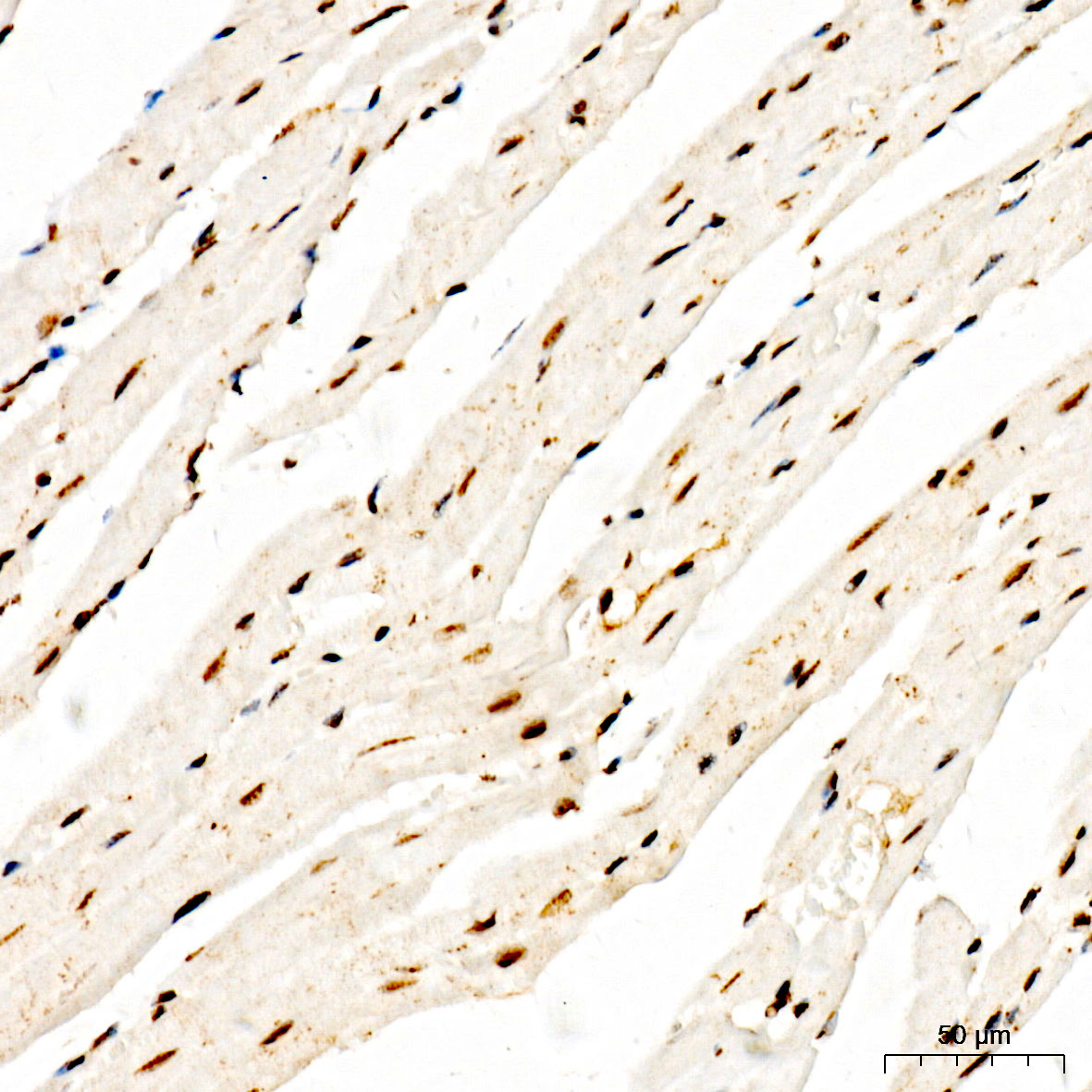 Phospho-Histone H2AX-S139 Rabbit pAb