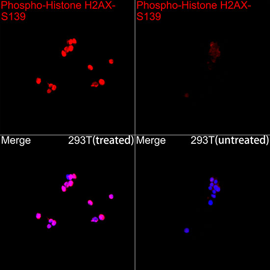 Phospho-Histone H2AX-S139 Rabbit pAb