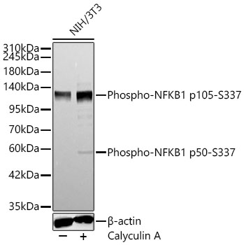 Phospho-NFKB1-S337 Rabbit pAb