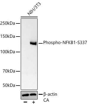 Phospho-NFKB1-S337 Rabbit PolymAb®