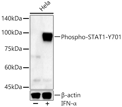 Phospho-STAT1-Y701 Rabbit pAb