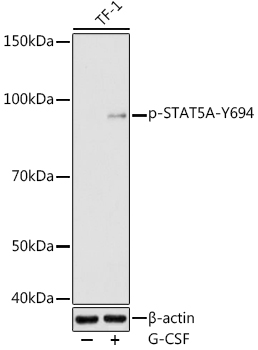 Phospho-STAT5A-Y694 Rabbit pAb