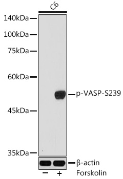 Phospho-VASP-S239 Rabbit pAb