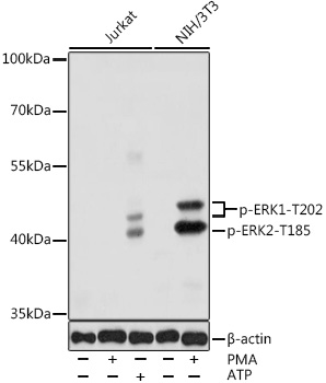 E.R.Kページ ERK1 / ERK2 Rabbit pAb