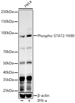 Phospho-STAT2-Y690 Rabbit pAb