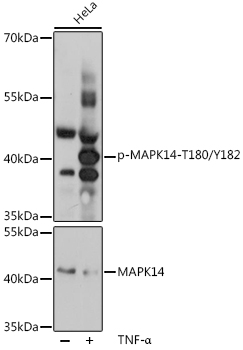 Phospho-p38 MAPK-T180/Y182 Rabbit pAb