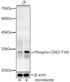 Phospho-CDK2-T160 Rabbit pAb